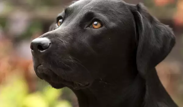 След 10-годишно скитане куче се върна при стопаните си