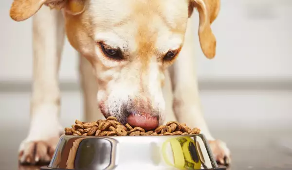 Как да храним кастрирано куче?