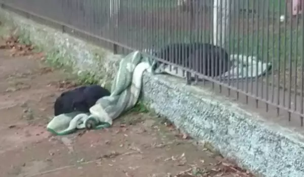 Милосърдно куче изнесе одеяло, за да спаси замръзващ събрат