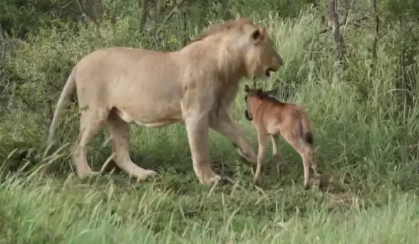 Лъв и бебе антилопа