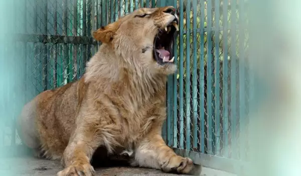 Лъвът Асен е най-новият обитател в зоокът Кенана