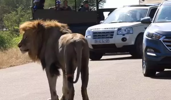 Страховито! Лъв атакува кола в сафари парк