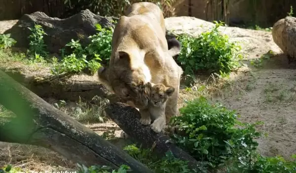 Трите лъвчета от зоопарка във Франкфурт вече си имат имена