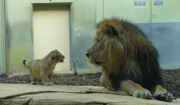Трите лъвчета от зоопарка във Франкфурт вече си имат имена