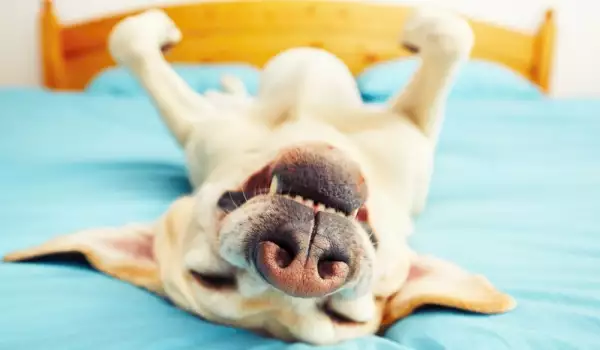 Какво издава за кучето ви позата му на сън