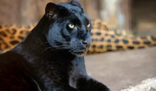 Черните леопарди