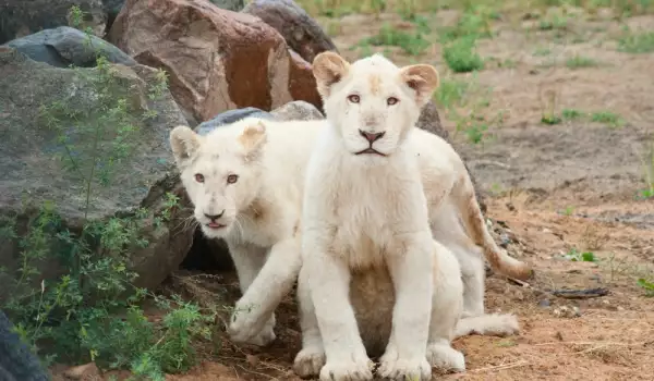 Бели лъвчета