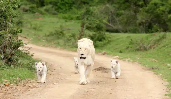 Бели лъвчета