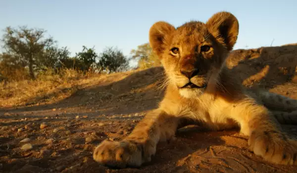 Първите ин витро лъвчета дават надежда за спасяването на вида