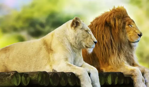 Първите ин витро лъвчета дават надежда за спасяването на вида