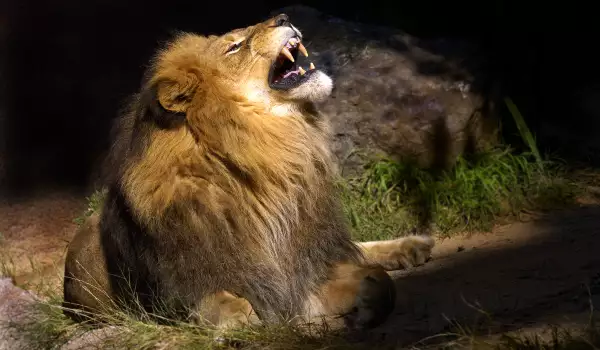 Ентусиасти ще могат да нощуват с лъвове в Лондонския зоопарк