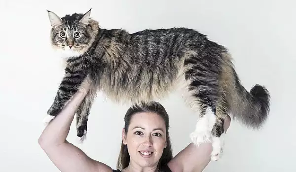 най-дълга котка