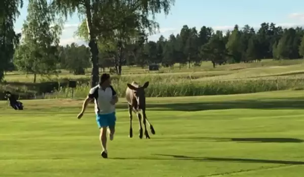 Лос гони до дупка играч на голф в Швеция