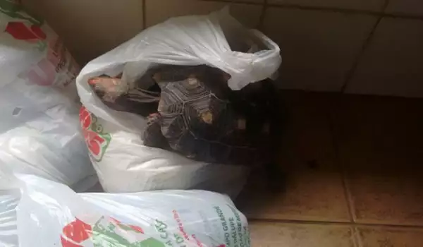Одет