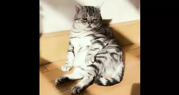 Това е Луху - най-тъжното коте в света
