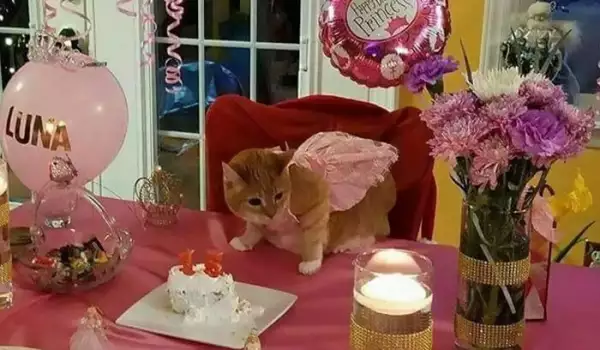 Вижте бляскавото парти за 15-тия рожден ден на котката Луна