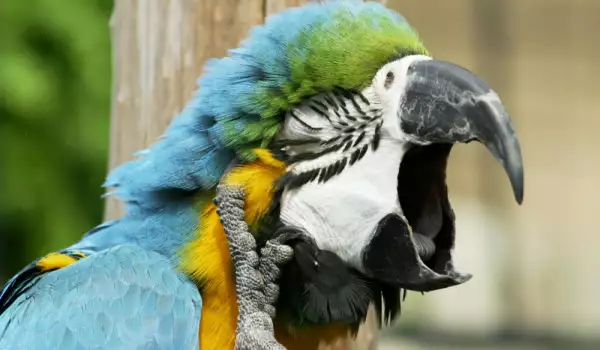 Защо папагалът крещи?