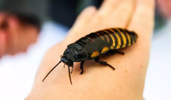 Мадагаскарска хлебарка