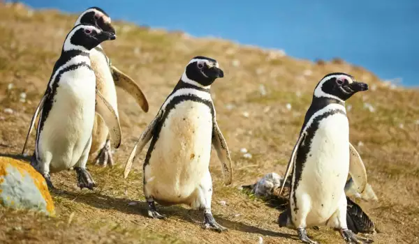 магеланови пингвини