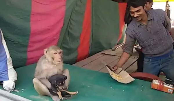 Маймунката и кученцето
