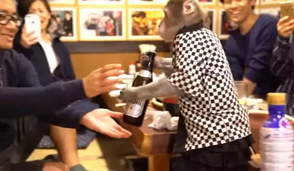 Маймуни сервират бира в бар в Япония