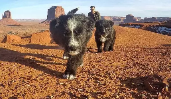 Той намери 2 изоставени кученца в пустинята. Ето какво стана после