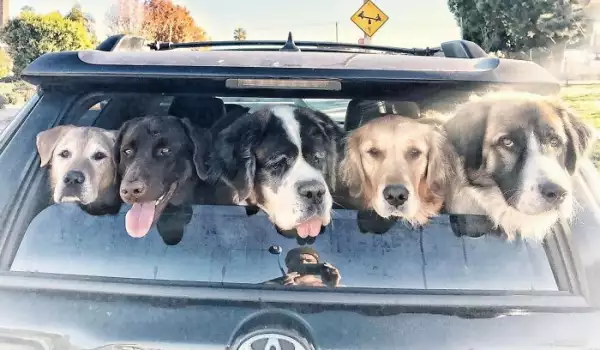 Кучета в кола