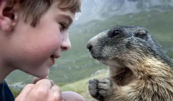 Снимки разкриват удивителното приятелство на момченце и мармоти