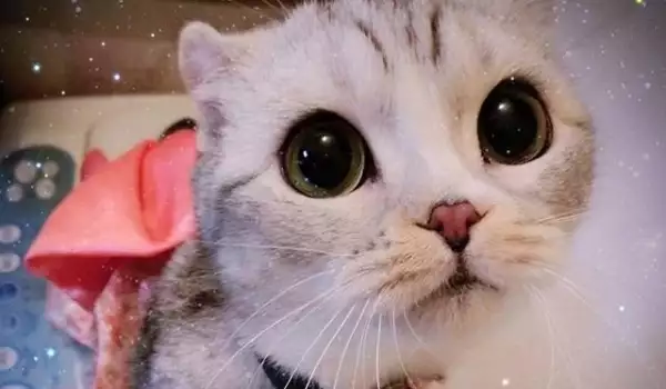Това е котката с най-красивите очи в света