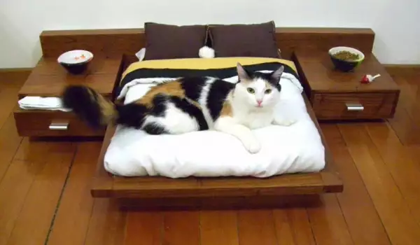 Чудати и забавни мебели за котките и техните стопани