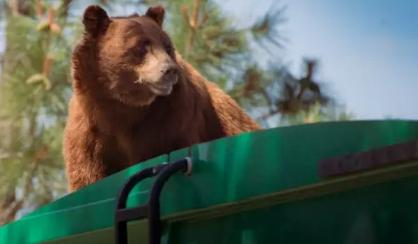 Шофьор откри изненадващо мечка-гратисчия в камиона си