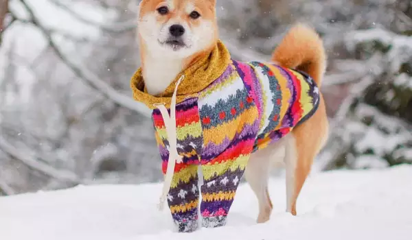 Кучето Миа е най-големият фен на снега (СНИМКИ)