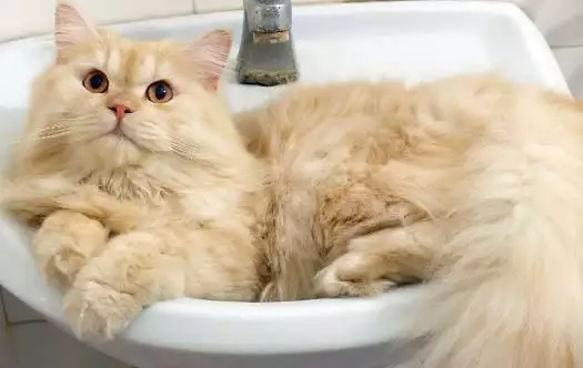 Това е Мипо - котето, което обожава да си взема душ