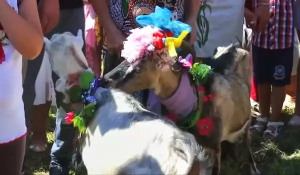 Избраха най-красивата коза на конкурс в Украйна