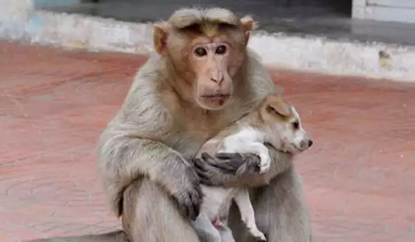 Маймуна и Кученце