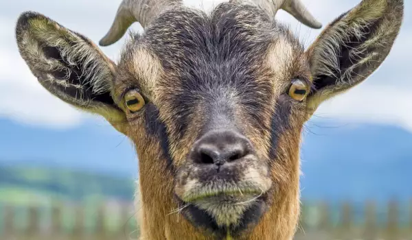 Вижте най-красивите и странни домашни животни край Крупник