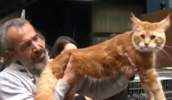 Избраха най-красивата котка на изложение в София