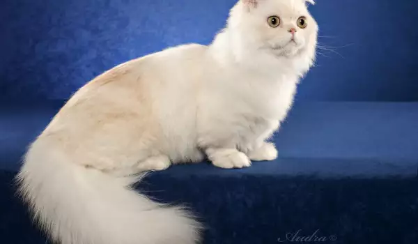 Котка Наполеон