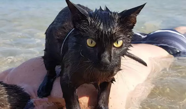 Мокро коте се прочу с плажните си подвизи