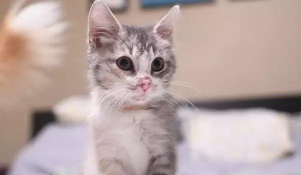 Трогателно! Самотно котенце си намери необичайна, но грижовна мама