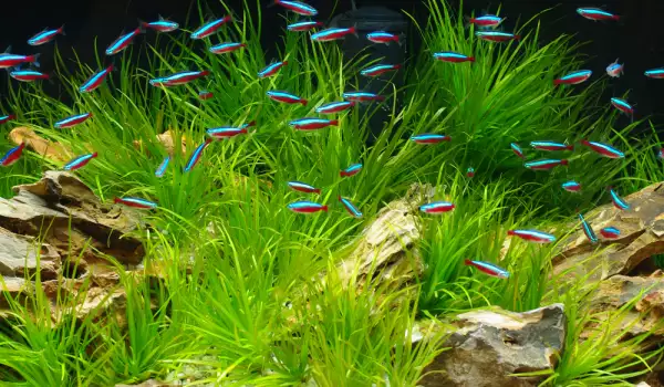 Неонови рибки в аквариум