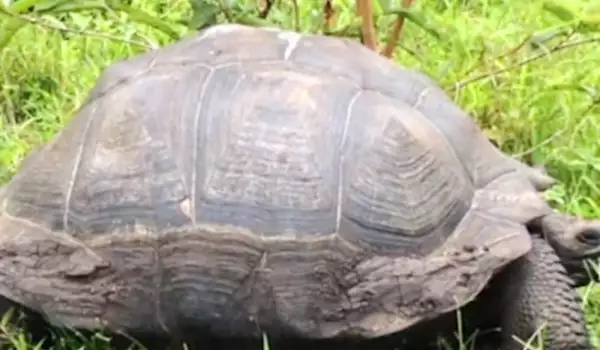 нов вид гигантска костенурка на Галапагос