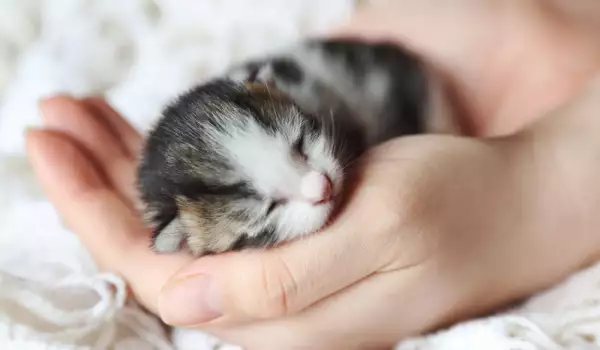 Новородените котета имат нужда от специални грижи