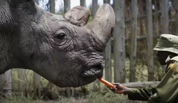 Ферми за легален добив на рогове спасява носорозите