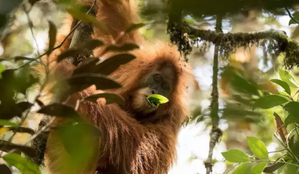 Откриха нов вид орангутани на остров Суматра