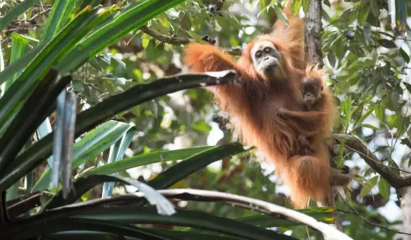 Днес е Световният ден на орангутаните