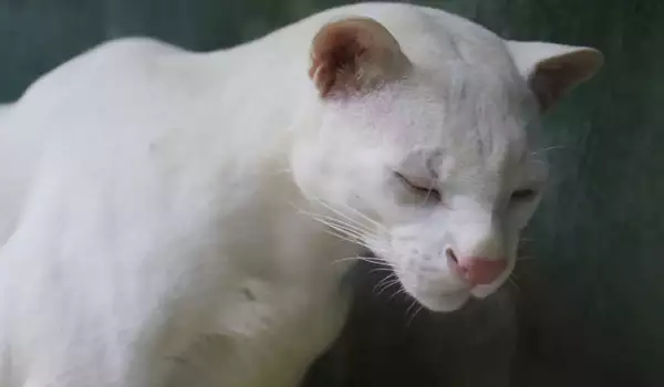 Първият в света оцелот албинос разтревожи учените
