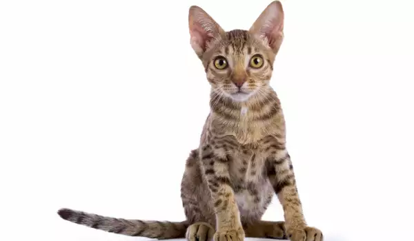 котенце от порода Оцикет