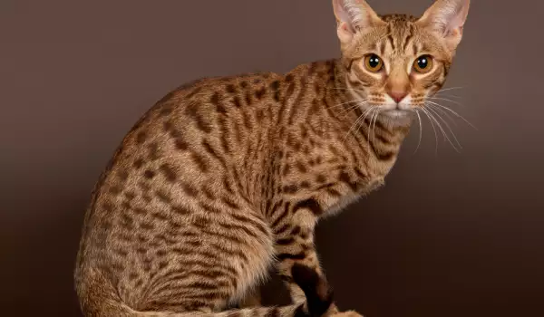 котка Оцикет