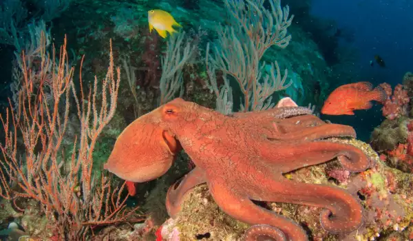 Вид тихоокеански октопод се изживява като полов атлет